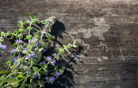 What You Need to Know About Pennyroyal Image